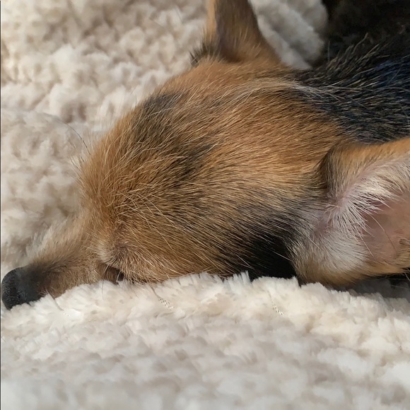 Meet your Posher, Ainsley - Picture 1 of 1